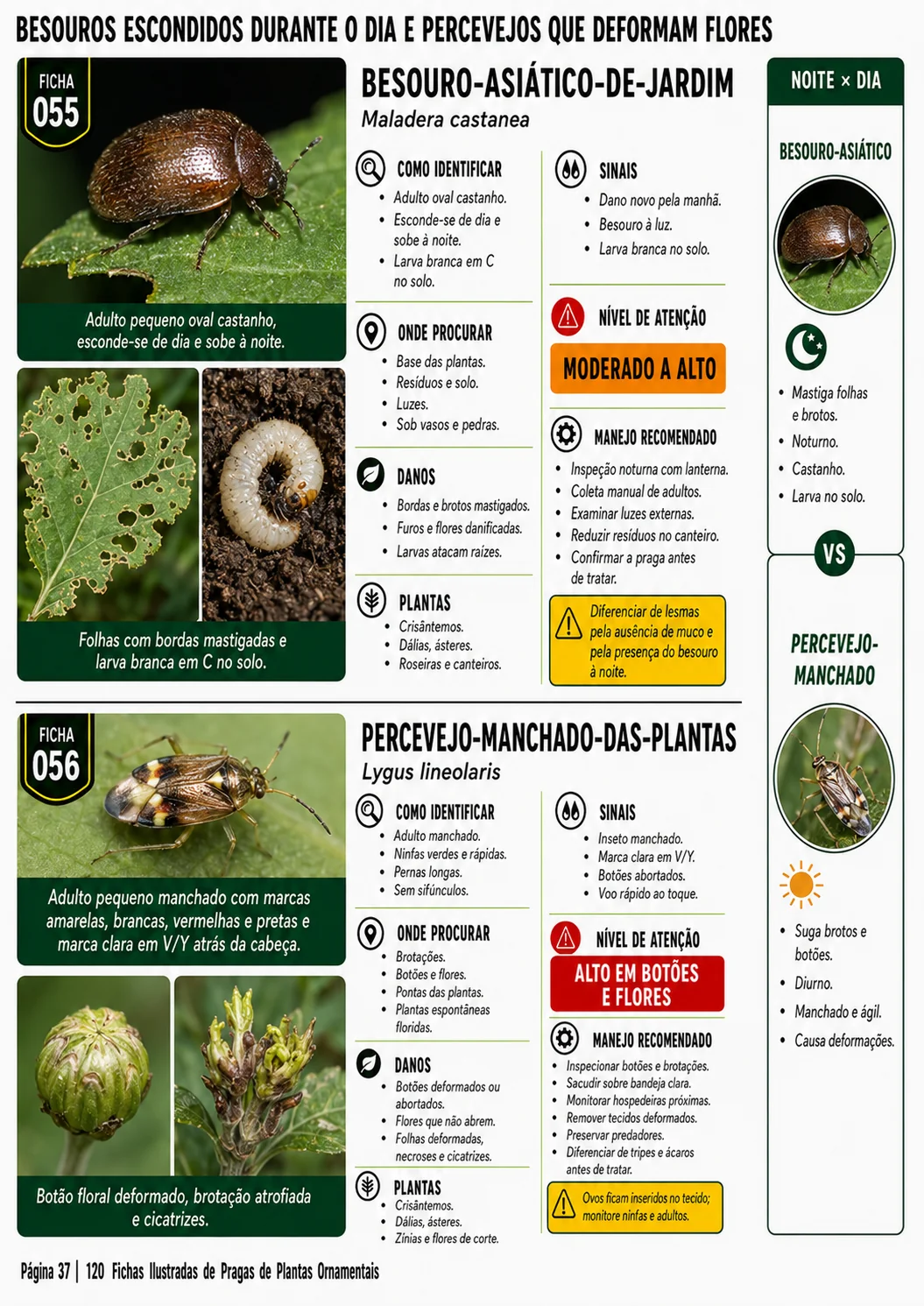 Prévia 5 do produto