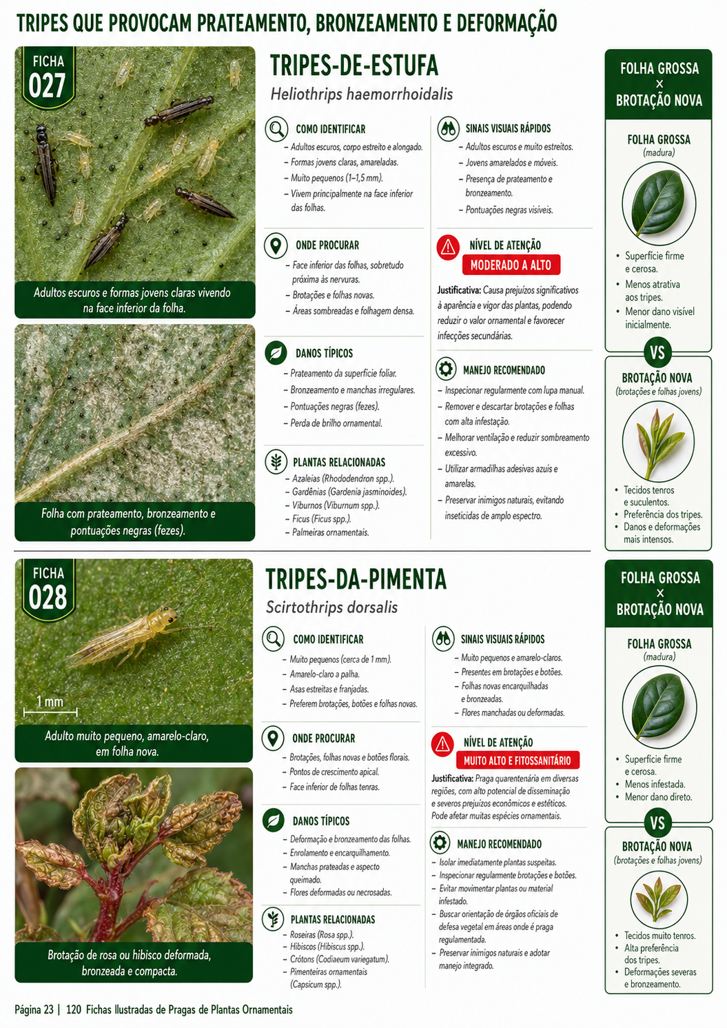 Prévia 1 do produto