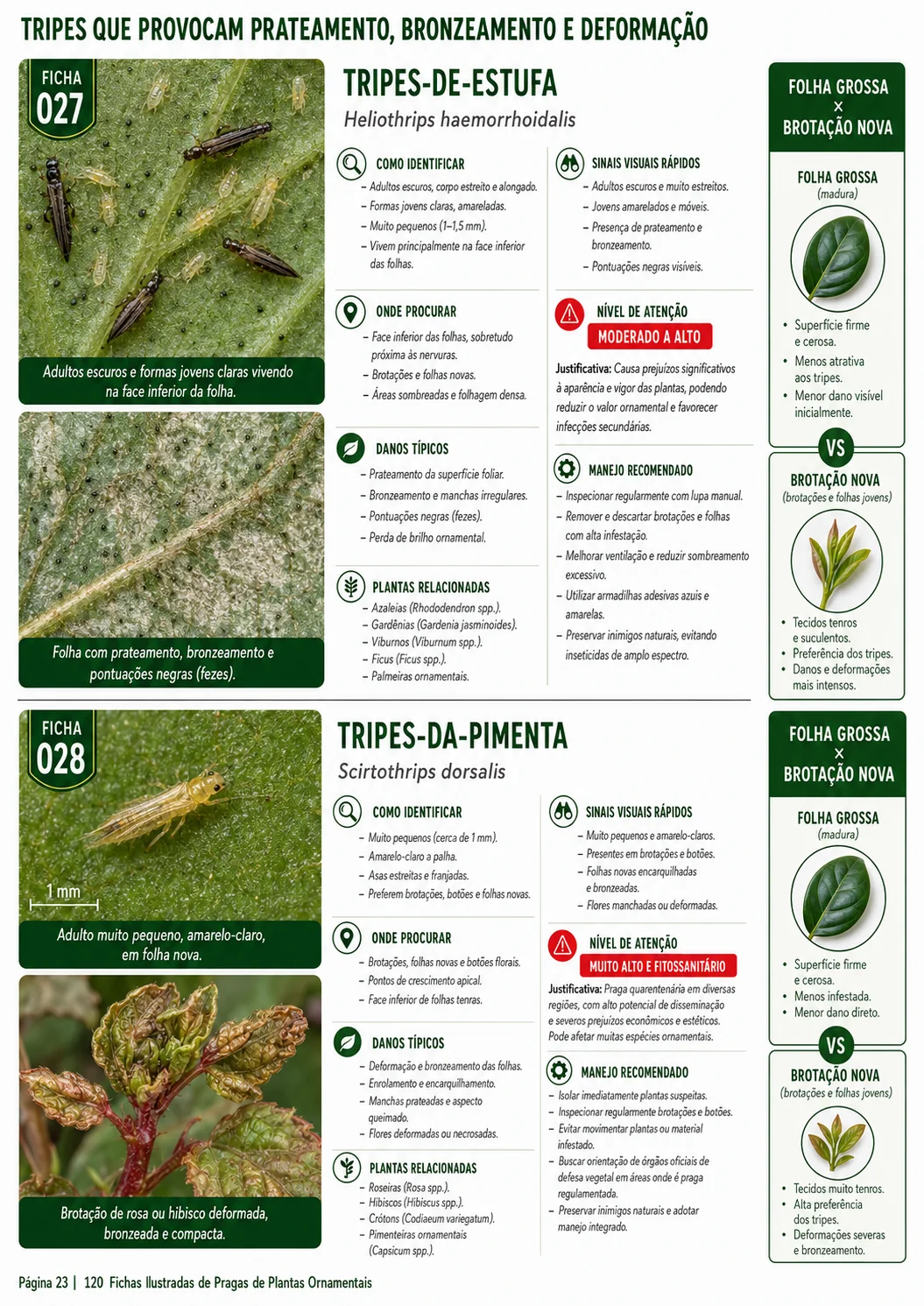 Prévia 1 do produto